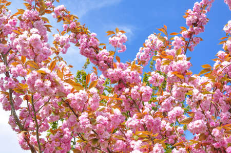 Blooming branches with pink flowers on tree in spring on blue sky background.の写真素材