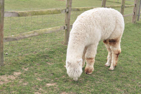 White curly lama grazing on the farm in spring . High quality photoの写真素材