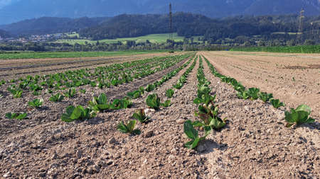 Green fresh cabbages in the garden,food for vegan vegetarian. High quality photoの写真素材