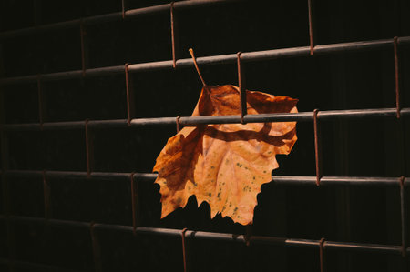 Golden maple leaf close up fell down,beginning of autumn . High quality photoの写真素材