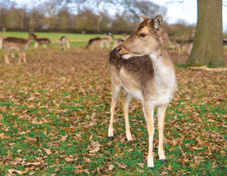 red deer grazing on the meadow in richmond park.の写真素材