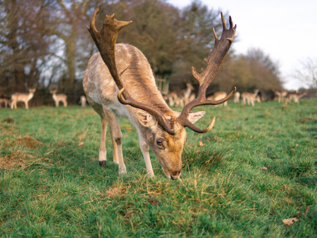 red deer grazing on the meadow in richmond park.の写真素材
