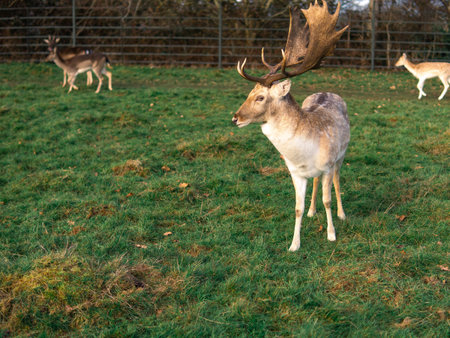red deer grazing on the meadow in richmond park.の写真素材