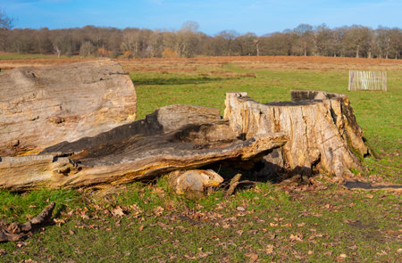 wooden trunks on the green grass in the park,wood harvesting.の写真素材