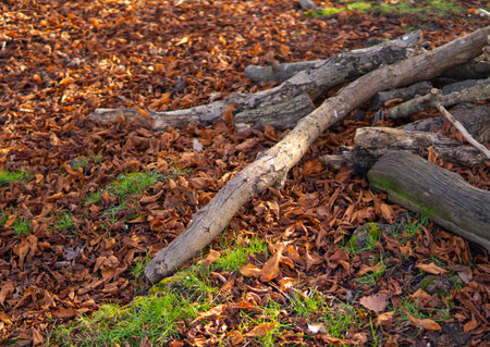 wooden trunks on the green grass in the park,wood harvesting.の写真素材