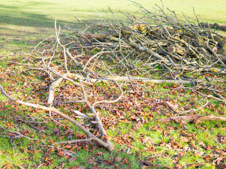 wooden trunks on the green grass in the park,wood harvesting.の写真素材