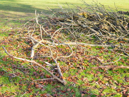 wooden trunks on the green grass in the park,wood harvesting.の写真素材
