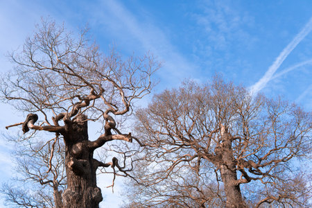 crowns of trees on the blue sky background in the forest in winter