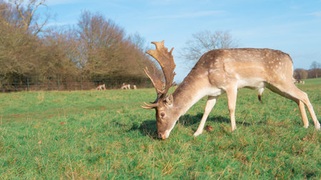 red deer grazing on the meadow in green park.の写真素材