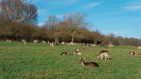 red deer grazing on the meadow in green park.の写真素材