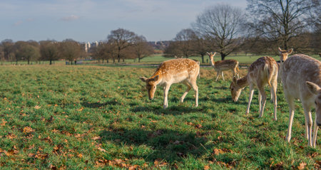 red deer grazing on the meadow in green park.の写真素材