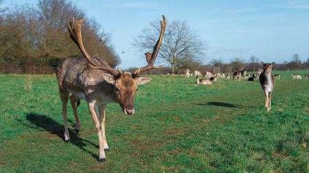 red deer grazing on the meadow in green park.の写真素材