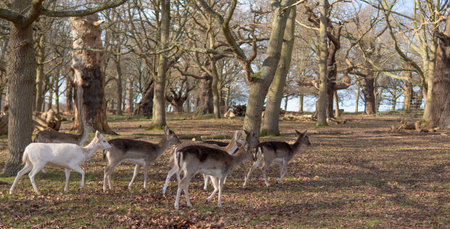 red deer grazing on the meadow in green park.の写真素材