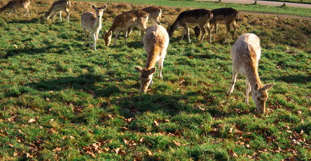 red deer grazing on the meadow in green park.の写真素材