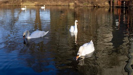 white swan swimming in the lake in town park. High quality 4k footageの写真素材