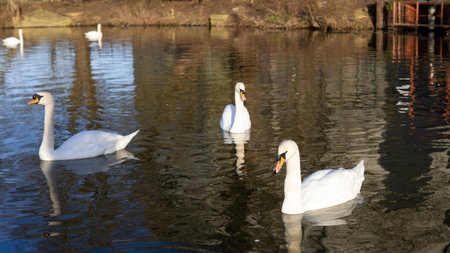 white swan swimming in the lake in town park. High quality 4k footageの写真素材