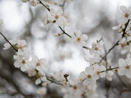 Spring blooming tree with white flowers, natural background and wallpaper . High quality photo