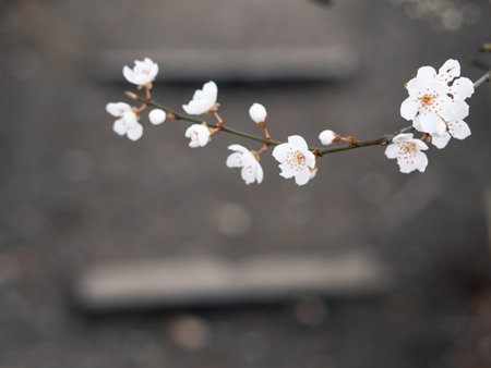 Spring blooming tree with white flowers, natural background and wallpaper . High quality photoの写真素材
