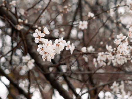 Spring blooming tree with white flowers, natural background and wallpaper . High quality photoの写真素材