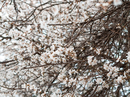 Spring blooming tree with white flowers, natural background and wallpaper . High quality photoの写真素材