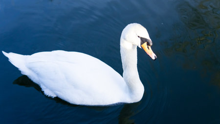 white swan swimming in the lake in town park. High quality 4k footageの写真素材