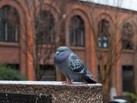 Flock of grey pigeons in the town park walking under the rain in spring ,city birds.の写真素材