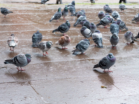 Flock of grey pigeons in the town park walking under the rain in spring ,city birds.の写真素材