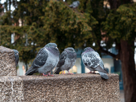 Flock of grey pigeons in the town park walking under the rain in spring ,city birds.の写真素材