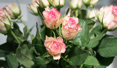 bouquet of pink roses in vase close up ,natural flower background.の写真素材