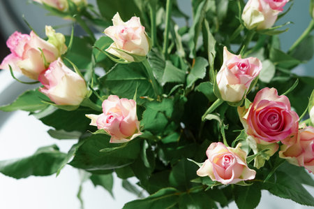 bouquet of pink roses in vase close up ,natural flower background.の写真素材