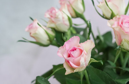 bouquet of pink roses in vase close up ,natural flower background.の写真素材