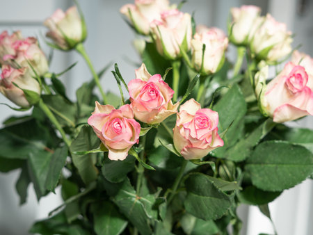 bouquet of pink roses in vase close up ,natural flower background.の写真素材