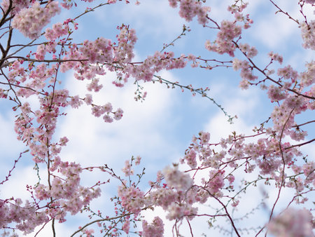 close up of blooming tree background and wallpaper,springtime ,brunches of tree with blossom of flowersの写真素材