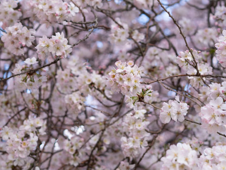 close up of blooming tree background and wallpaper,springtime ,brunches of tree with blossom of flowersの写真素材