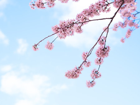 close up of blooming tree background and wallpaper,springtime ,brunches of tree with blossom of flowersの写真素材