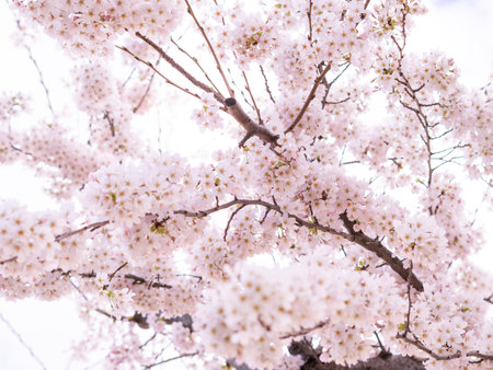 close up of blooming tree background and wallpaper,springtime ,brunches of tree with blossom of flowersの写真素材