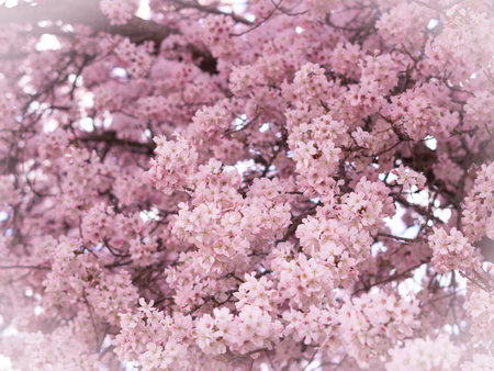 close up of blooming tree background and wallpaper,springtime ,brunches of tree with blossom of flowersの写真素材