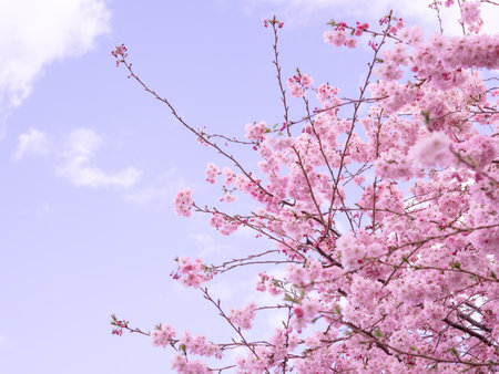 close up of blooming tree background and wallpaper,springtime ,brunches of tree with blossom of flowersの写真素材