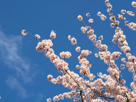 close up of blooming tree background and wallpaper,springtime ,brunches of tree with blossom of flowersの写真素材