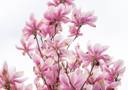 close up of pink blooming tree of magnolia ,natural spring background and wallpaperの写真素材