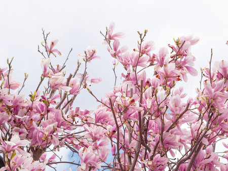 close up of pink blooming tree of magnolia ,natural spring background and wallpaperの写真素材