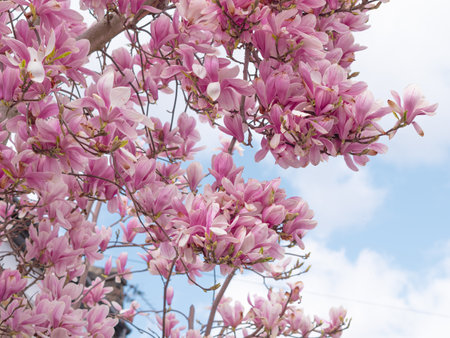close up of pink blooming tree of magnolia ,natural spring background and wallpaperの写真素材