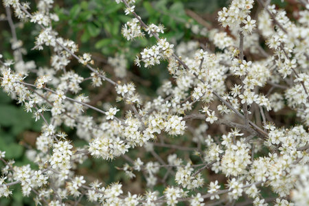 close up of blooming tree background and wallpaper,springtime ,brunches of tree with blossom of flowersの写真素材