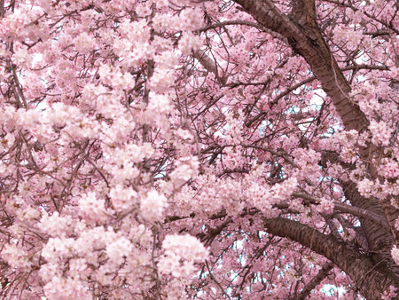 close up of blooming tree background and wallpaper,springtime ,brunches of tree with blossom of flowersの写真素材