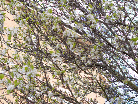 close up of blooming tree background and wallpaper,springtime ,brunches of tree with blossom of flowersの写真素材
