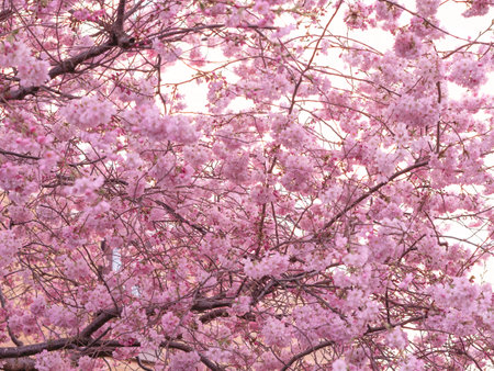 close up of blooming tree background and wallpaper,springtime ,brunches of tree with blossom of flowersの写真素材
