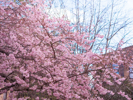 close up of blooming tree background and wallpaper,springtime ,brunches of tree with blossom of flowersの写真素材