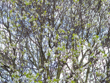 close up of blooming tree background and wallpaper,springtime ,brunches of tree with blossom of flowersの写真素材