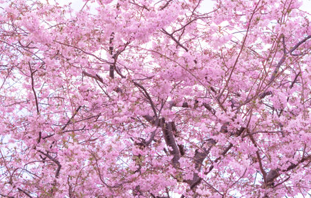 close up of blooming tree background and wallpaper,springtime ,brunches of tree with blossom of flowersの写真素材