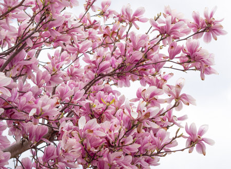 close up of pink blooming tree of magnolia ,natural spring background and wallpaperの写真素材